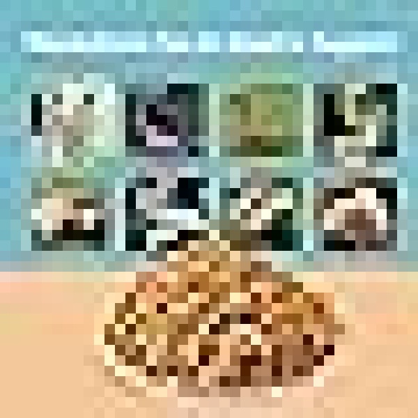 2.27kg Dried Black Soldier Fly Larvae Treat for Chickens