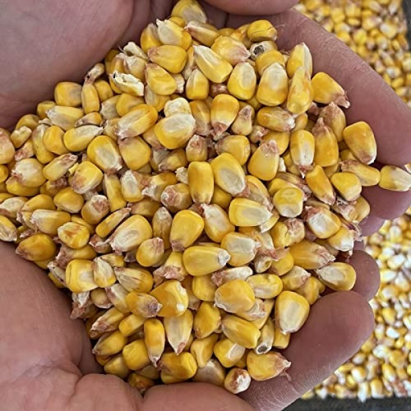 Yellow Corn, Organic, Non-GMO, Vegan, 11.34 kg // Findlay's