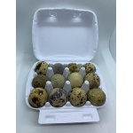 Fresh Quail Eggs (24)