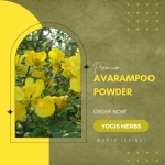 YOGIS HERBS Premium Avarampoo Powder 454g (Pack of 1)