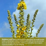 Mullein Leaf Tea, Lung Cleanse, 40 Bags, 3g Each