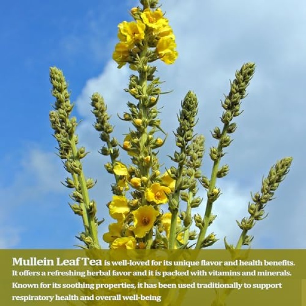 Mullein Leaf Tea, Lung Cleanse, 40 Bags, 3g Each