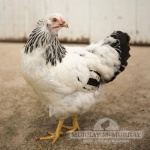 Grass Fed Non-GMO Free Range Chicken Eggs - 24 Count