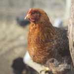 Grass Fed Non-GMO Free Range Chicken Eggs - 24 Count