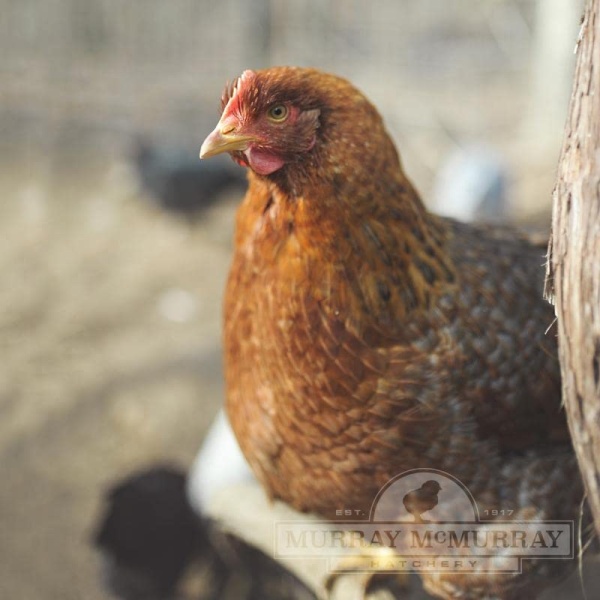 Grass Fed Non-GMO Free Range Chicken Eggs - 24 Count