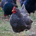 Grass Fed Non-GMO Free Range Chicken Eggs - 24 Count