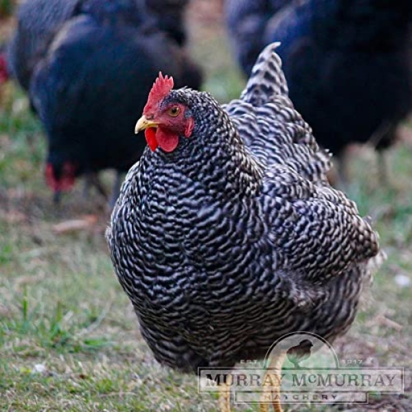 Grass Fed Non-GMO Free Range Chicken Eggs - 24 Count