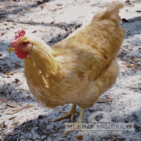 Grass Fed Non-GMO Free Range Chicken Eggs - 24 Count