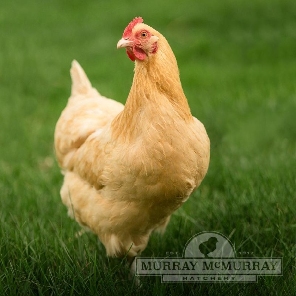 Grass Fed Non-GMO Free Range Chicken Eggs - 24 Count