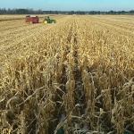 Yellow Corn, Organic, Non-GMO, Vegan, 11.34 kg // Findlay's