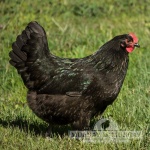 Grass Fed Non-GMO Free Range Chicken Eggs - 24 Count