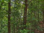 12 Willow Street, 37459 Silver City