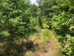 12 Willow Street, 37459 Silver City