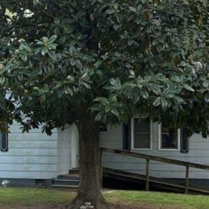 124 Birch Ave, 38904 Bronze Town